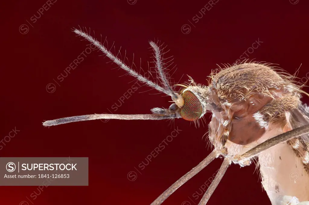 Mosquito Culex pipiens with outstretched proboscis, extreme close_up