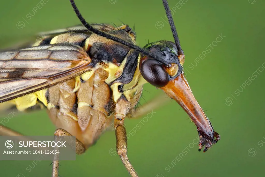 Head of a male scorpionfly Panorpa communis, extreme close_up
