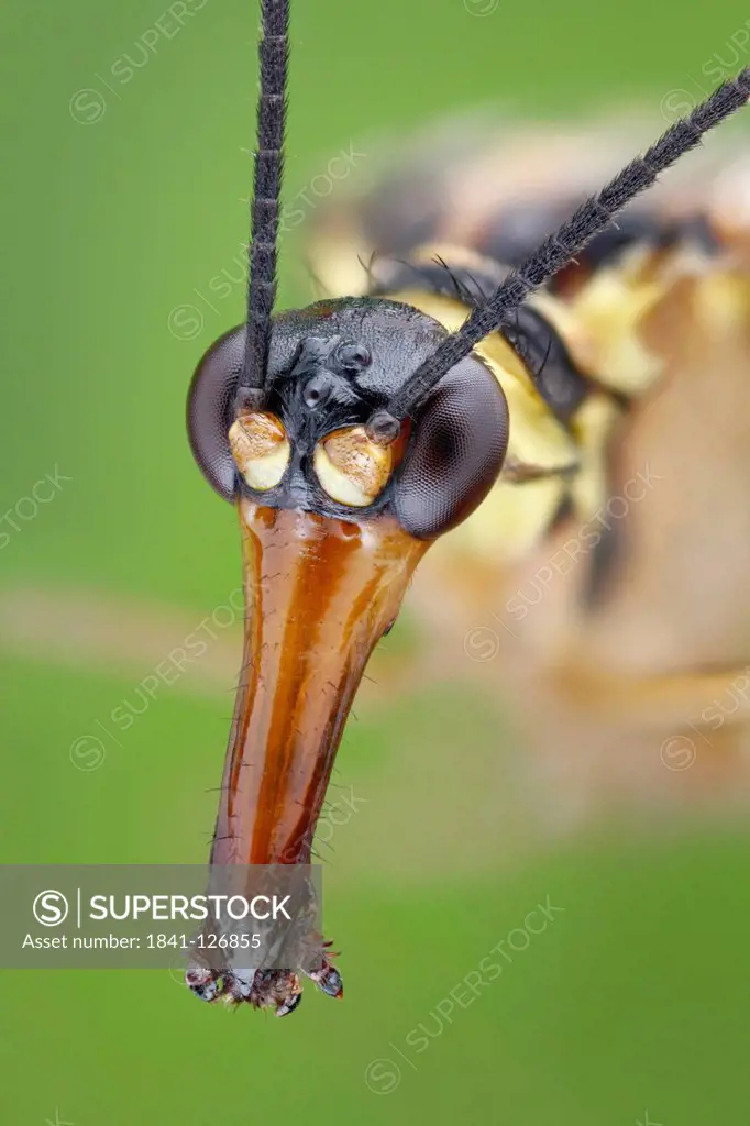 Head of a male scorpionfly Panorpa communis, extreme close_up