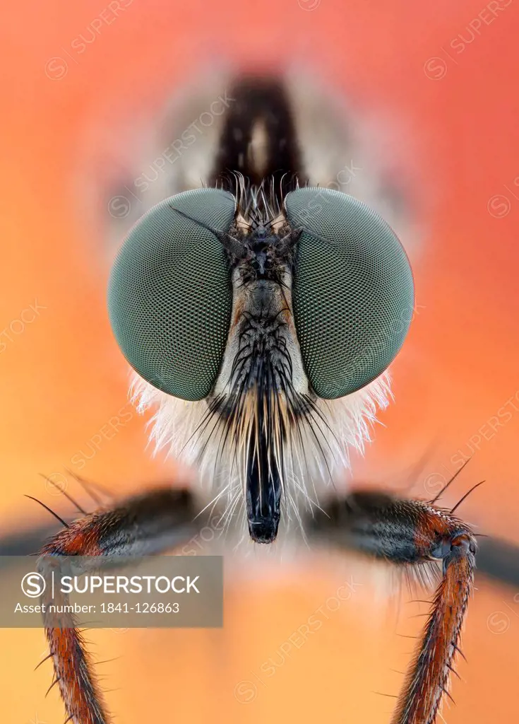 Head of a robber fly Tolmerus atricapillus, extreme close_up