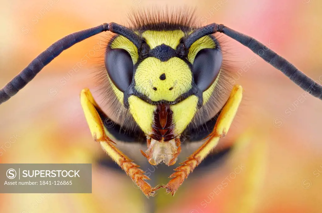 Head of a German wasp vespula germanica, extreme close_up