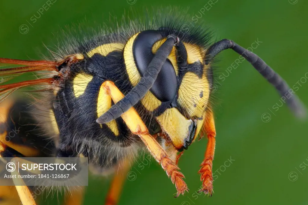 Head and thorax of a German wasp vespula germanica, extreme close_up
