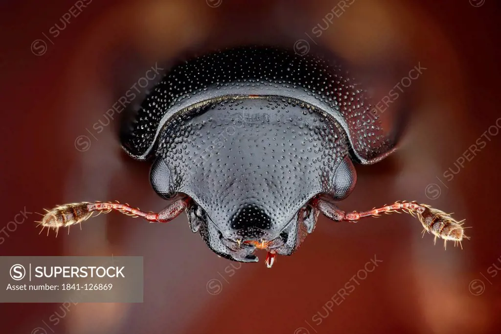 Head of a picnic beetle Glischrochilus quadrisignatus, extreme close_up