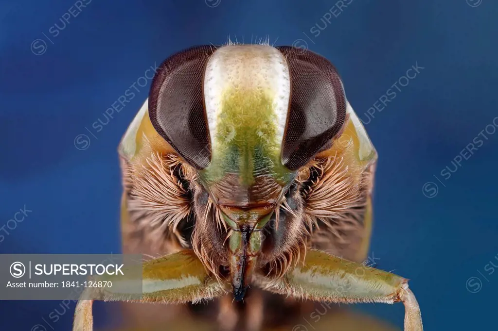 Head of a backswimmer Notonectidae, extreme close_up