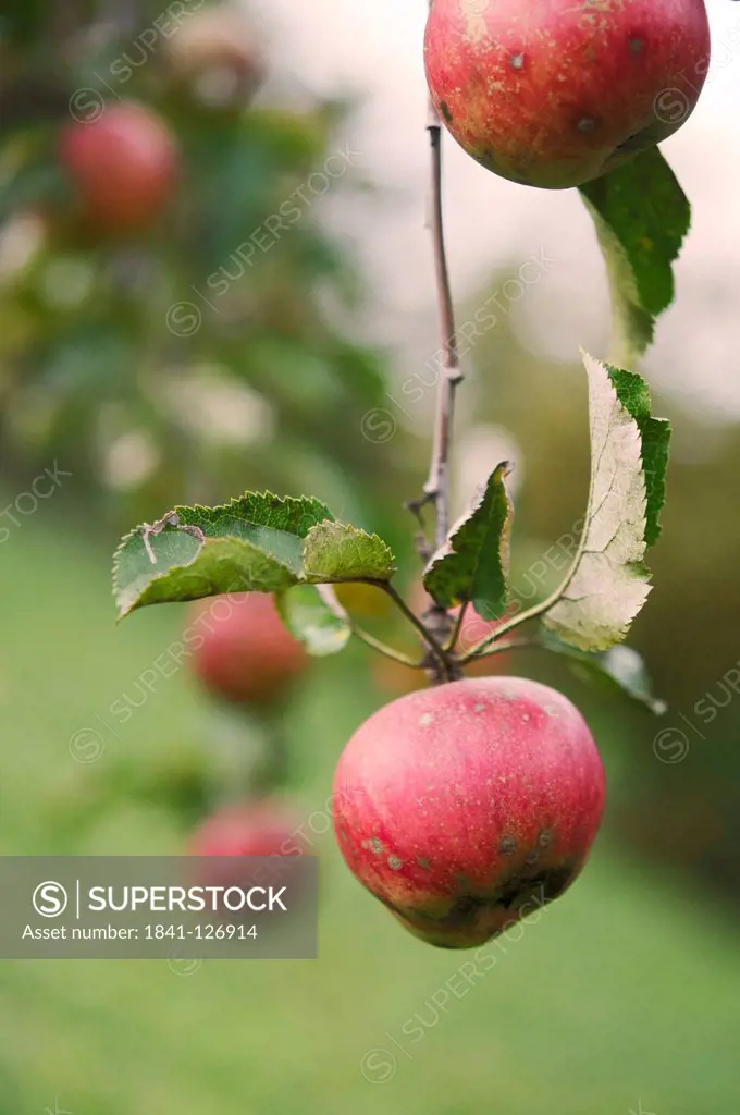Apples on a tree, close_up
