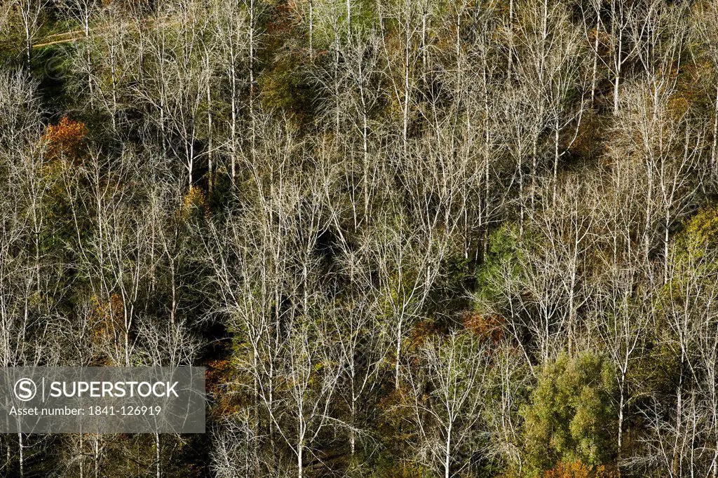 Autumnal forest with bare trees, aerial photo