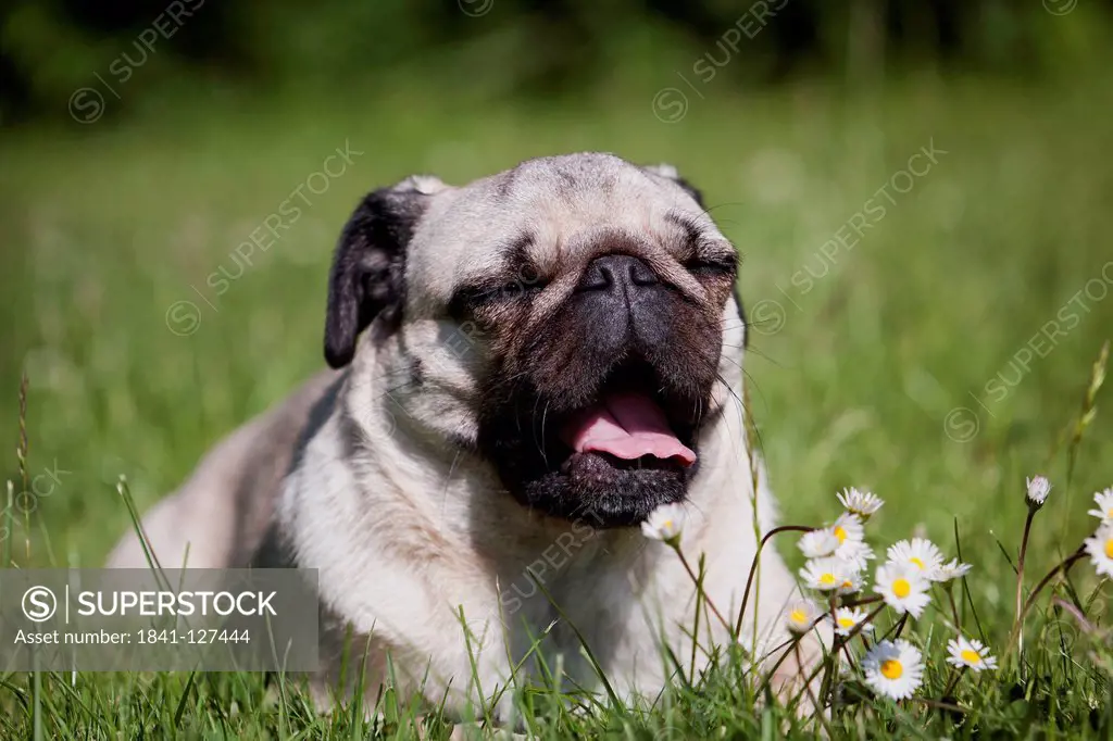 Female pug dog lying in meadow