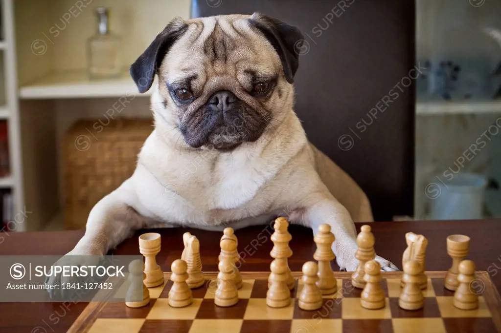 Pug dog sitting at checkerboard