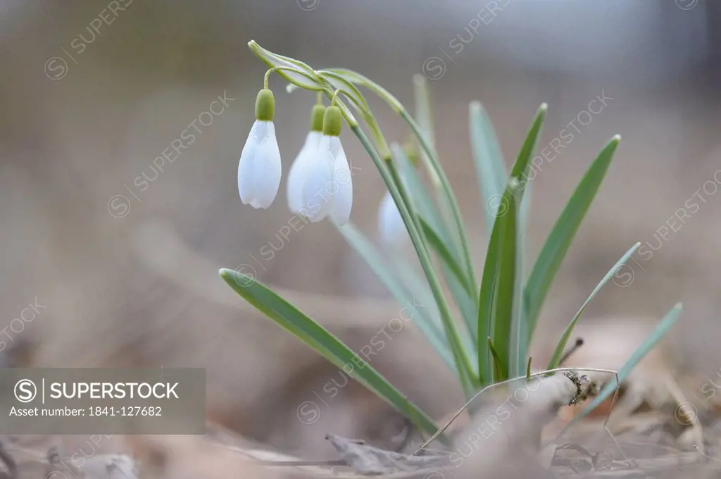 Snowdrops, Galanthus nivalis, Upper Palatinate, Bavaria, Germany, Europe