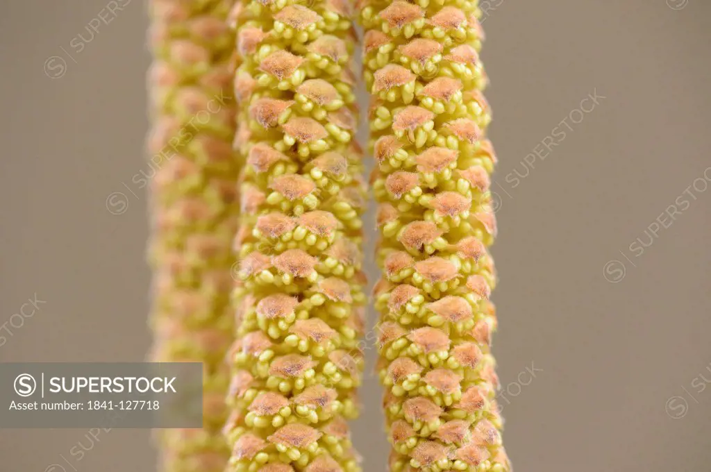 Catkins of a Common Hazel (Corylus avellana), close-up