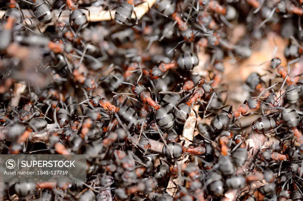 Formica ants on an anthill