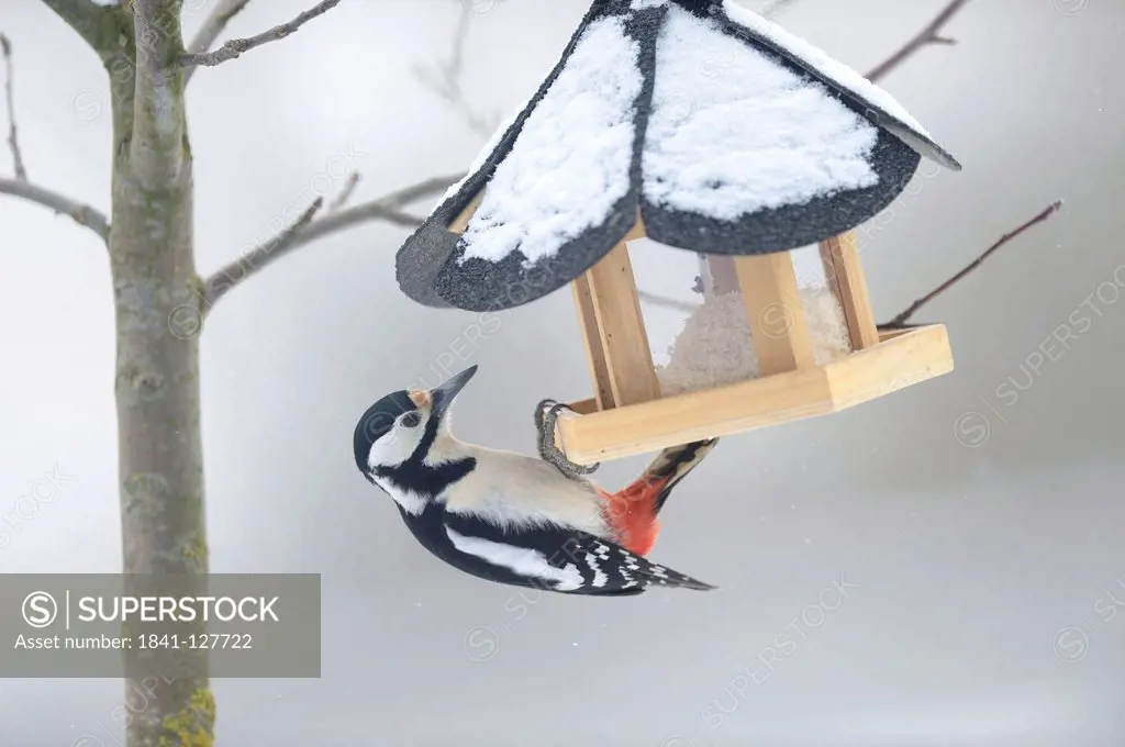 Great Spotted Woodpecker (Dendrocopos major) on a bird table