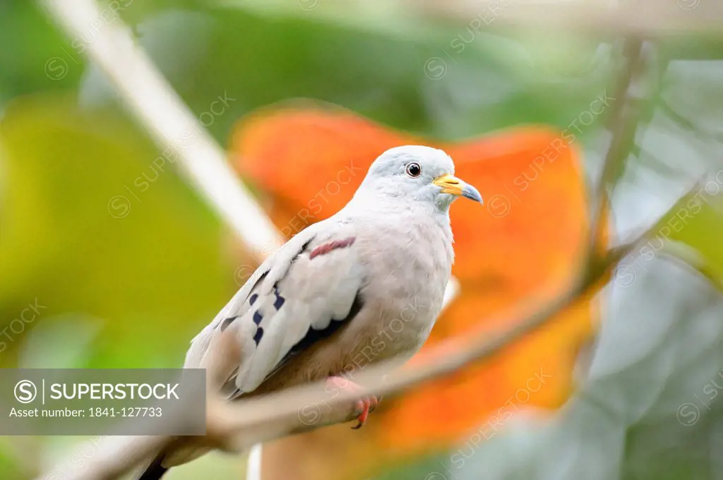 Croaking Ground Dove (Columbina cruziana) sitting on branch