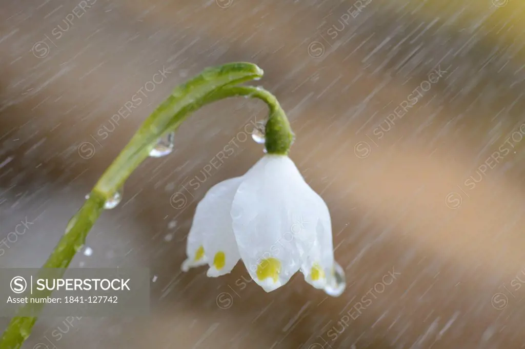 Spring Snowflake (Leucojum vernum) in rain, close-up