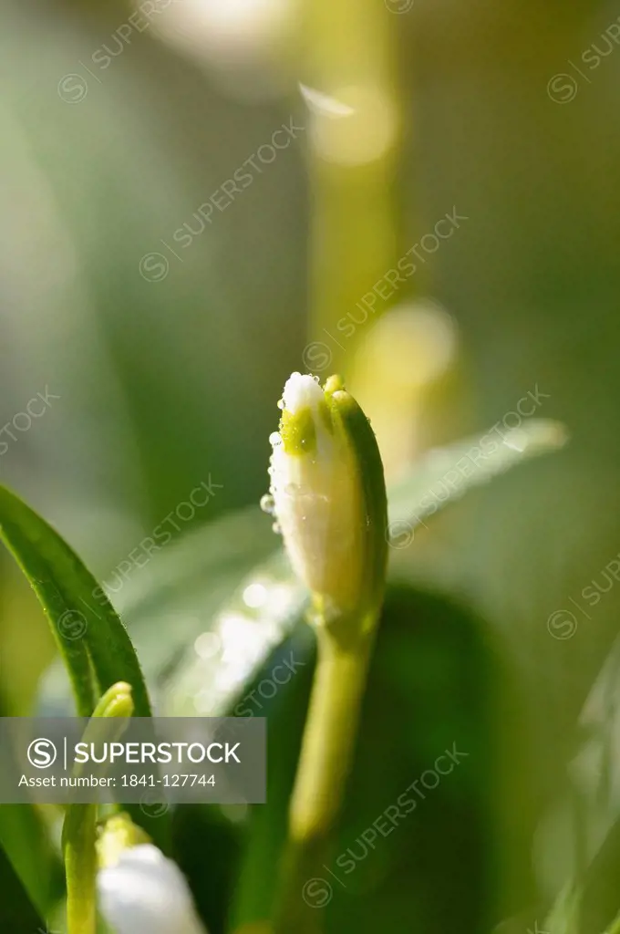 Bud of a Spring Snowflake (Leucojum vernum), close-up