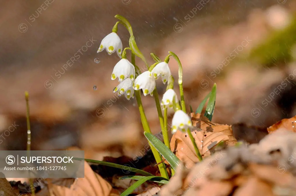 Spring Snowflakes (Leucojum vernum) in rain