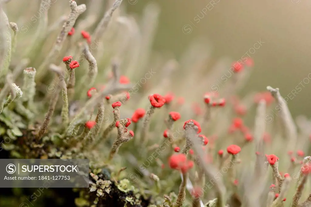 Lichen Cladonia coccifera, close-up