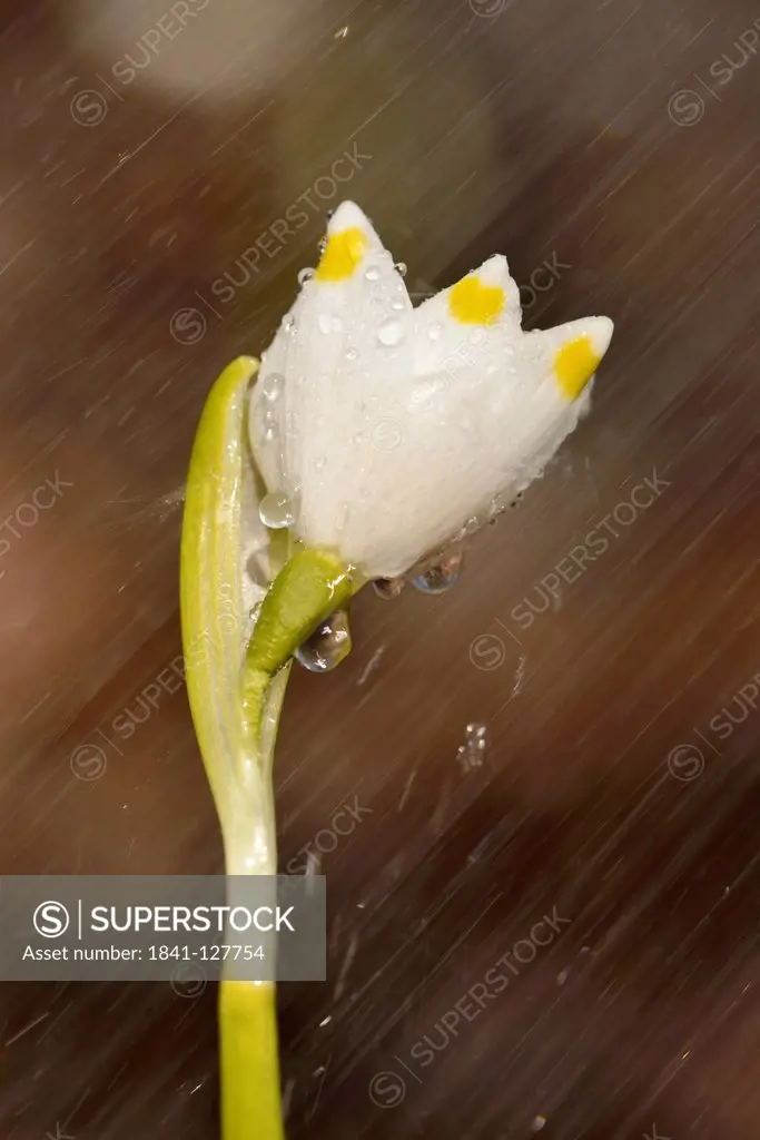 Spring Snowflake (Leucojum vernum), close-up