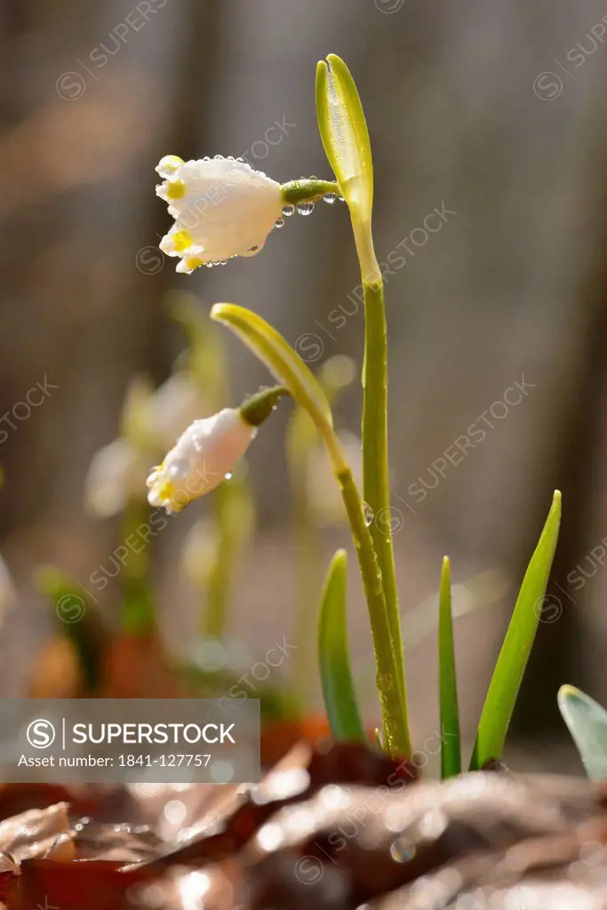 Spring Snowflakes (Leucojum vernum)