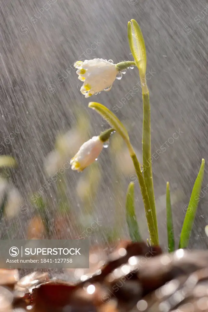Spring Snowflakes (Leucojum vernum) in rain