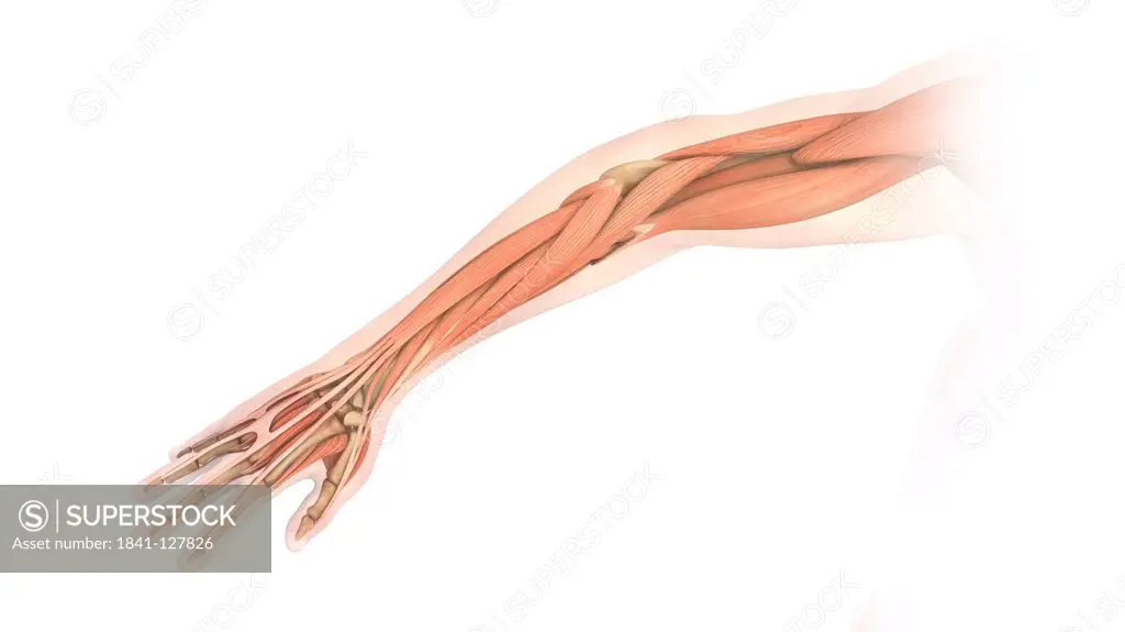 Illustration of an arm