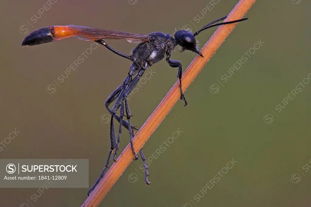 Close_up of insect on twig