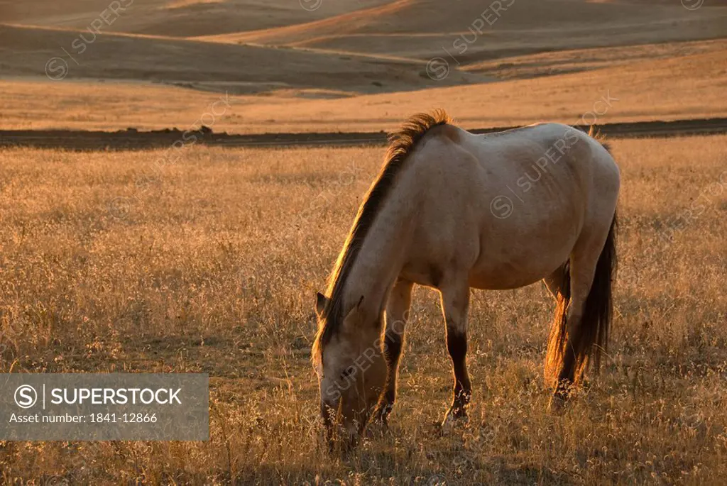 Mustang Equus ferus caballus grazing grass in field, Oshoto, Wyoming, USA