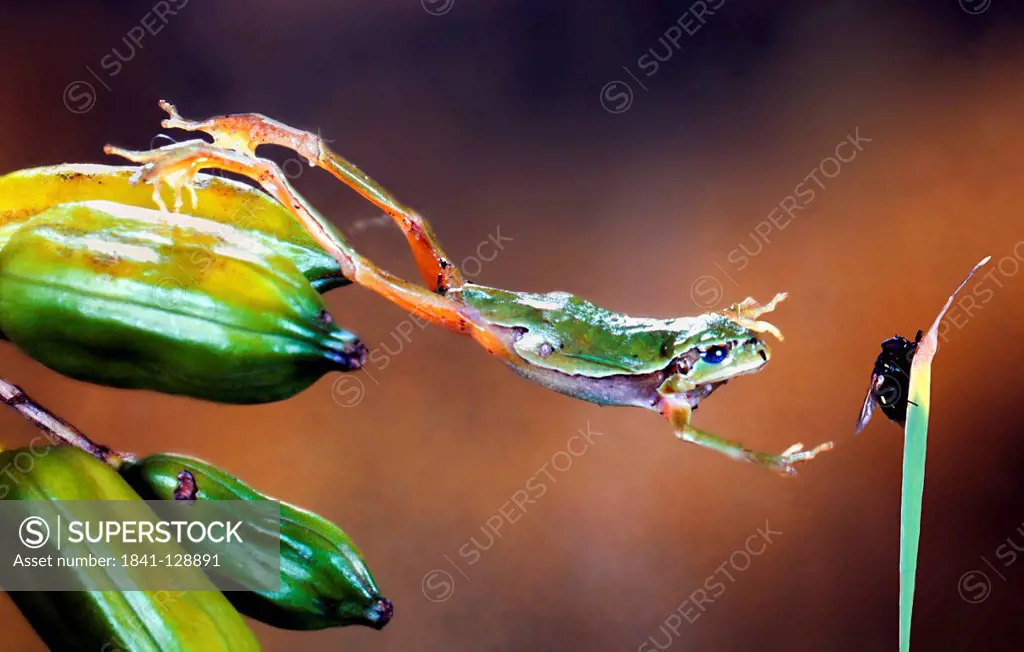 European tree frog (Hyla Arborea) jumping