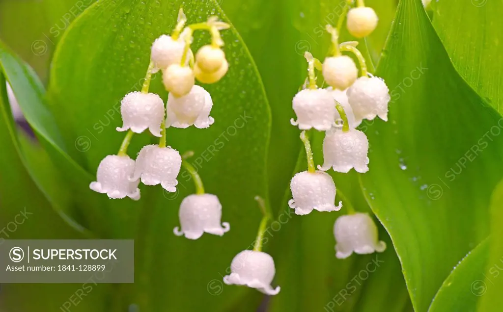 Lilies of the valley in rain