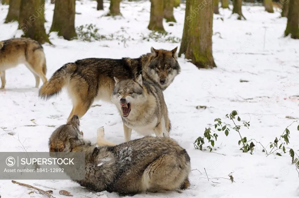 Grey wolves Canis lupus fighting in forest