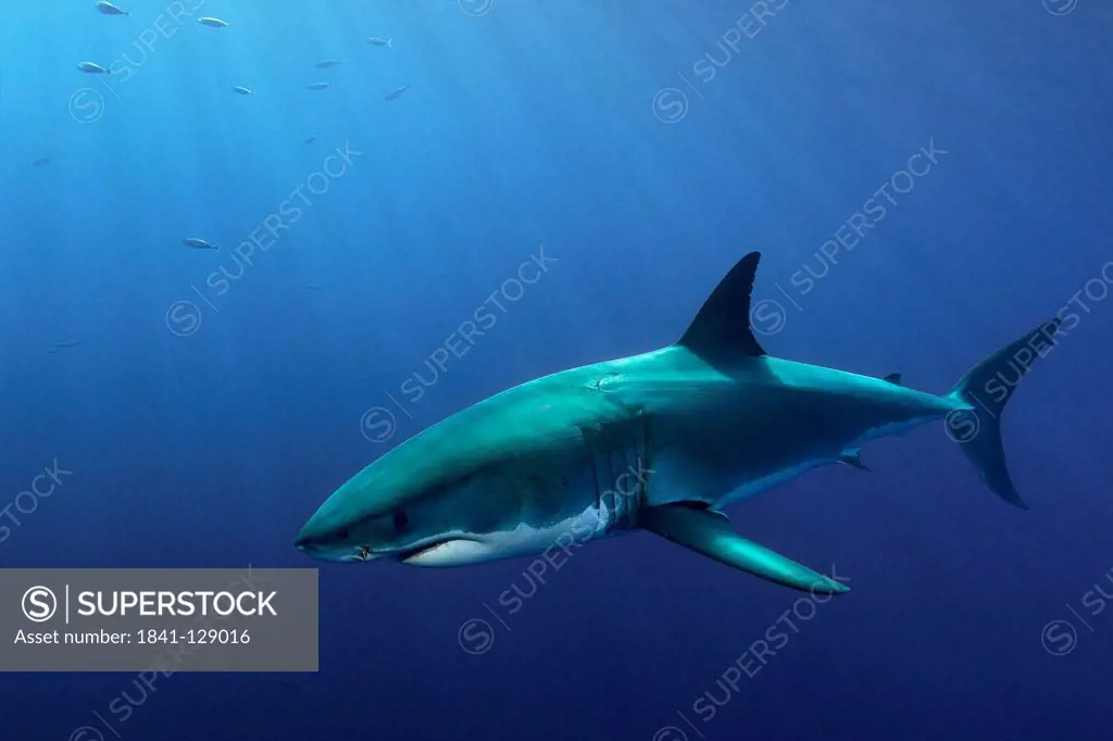 White Shark (Carcharodon carcharias) and mackerels, Guadalupe, Mexico, underwater shot