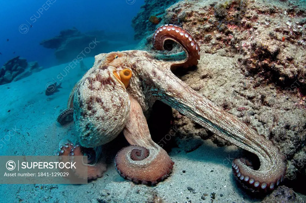 Common octopus (Octopus vulgaris), Morro del Jable, Fuerteventura, Canary Islands, underwater shot