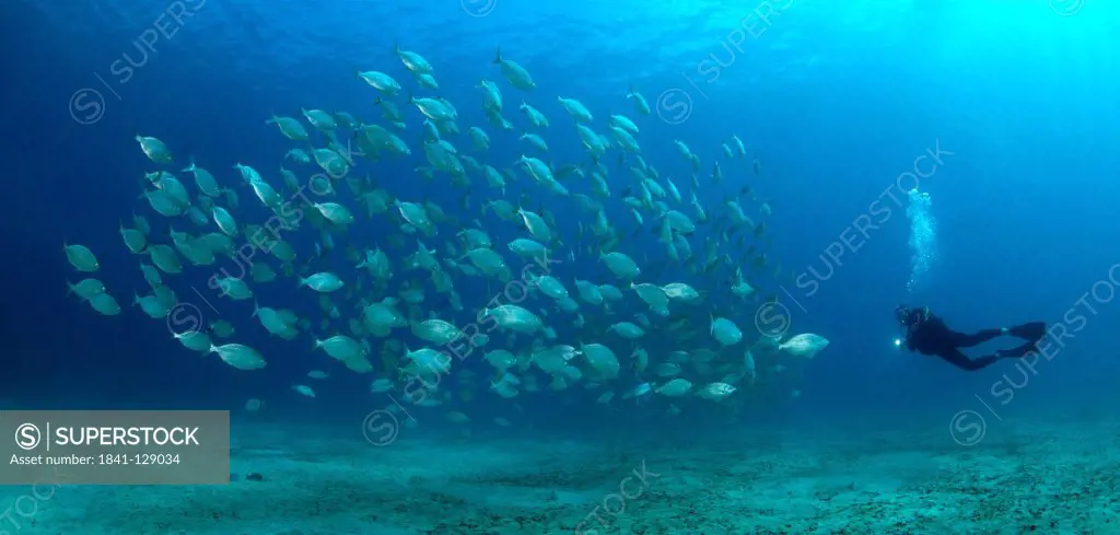Diver and school of Salema porgy fish (Dasyatis centroura), Morro del Jable, Fuerteventura, Canary Islands, underwater shot