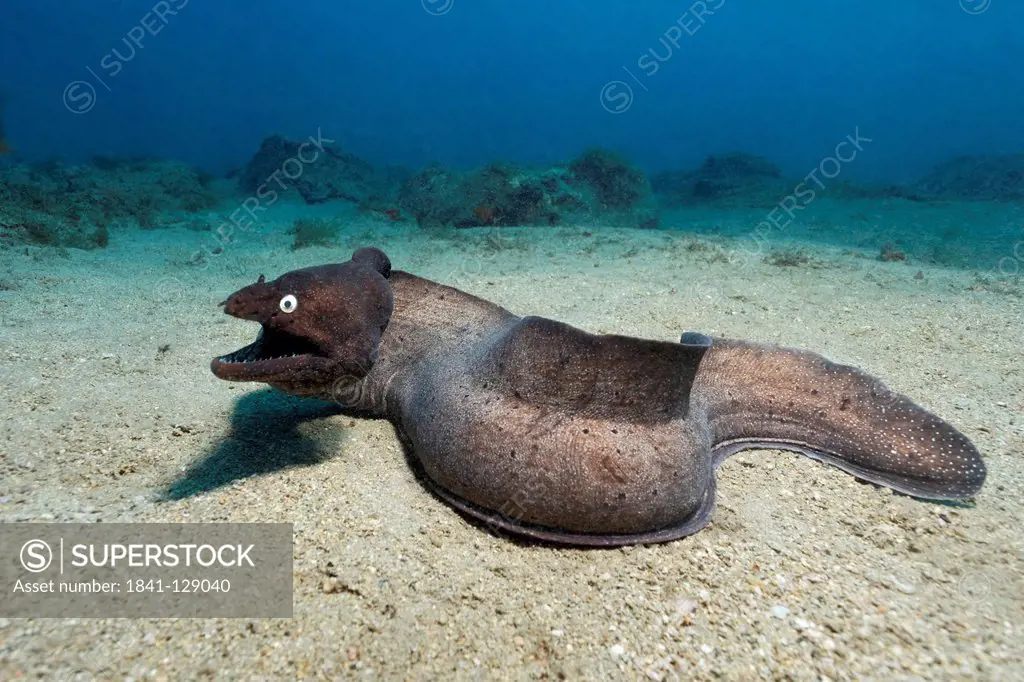 Black moray eel (Muraena augusti), Morro del Jable, Fuerteventura, Canary Islands, underwater shot