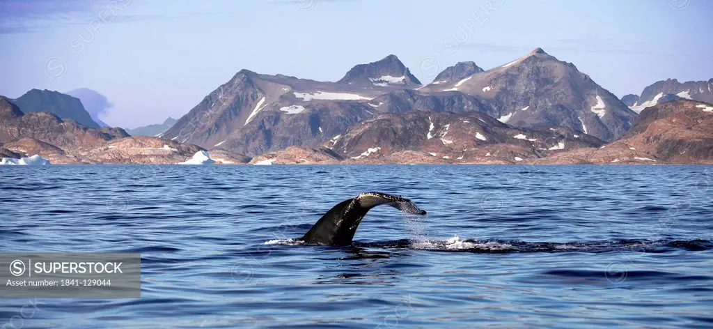 Tail fin of a Humpback whale (Megaptera novaeangliae), Greenland