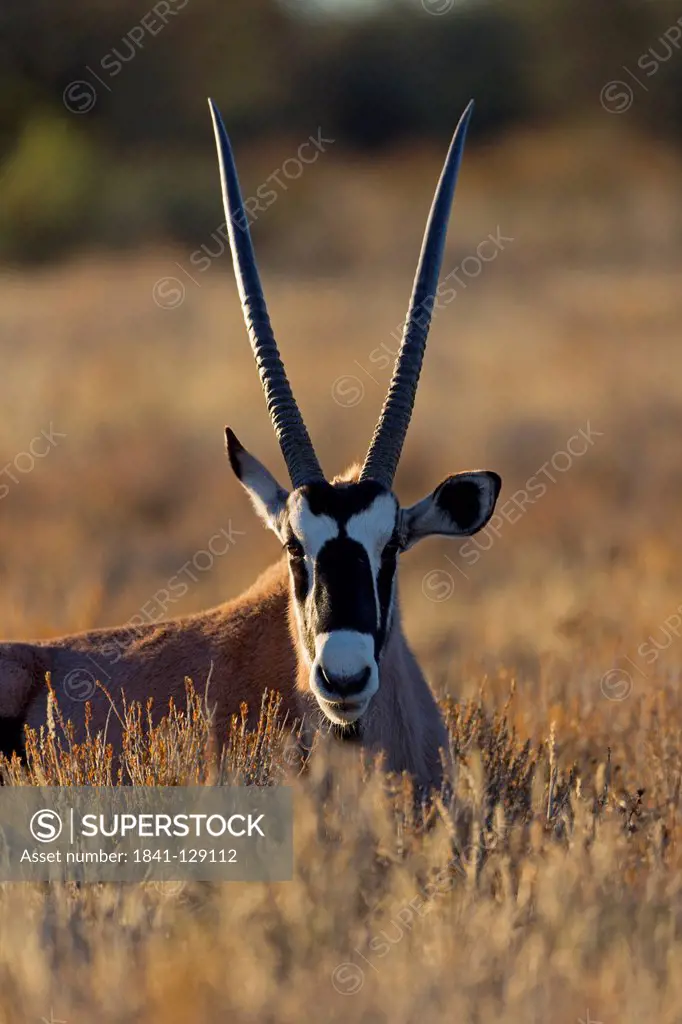Gemsbok (Oryx gazella), Dalkeith Waterhole, Botswana