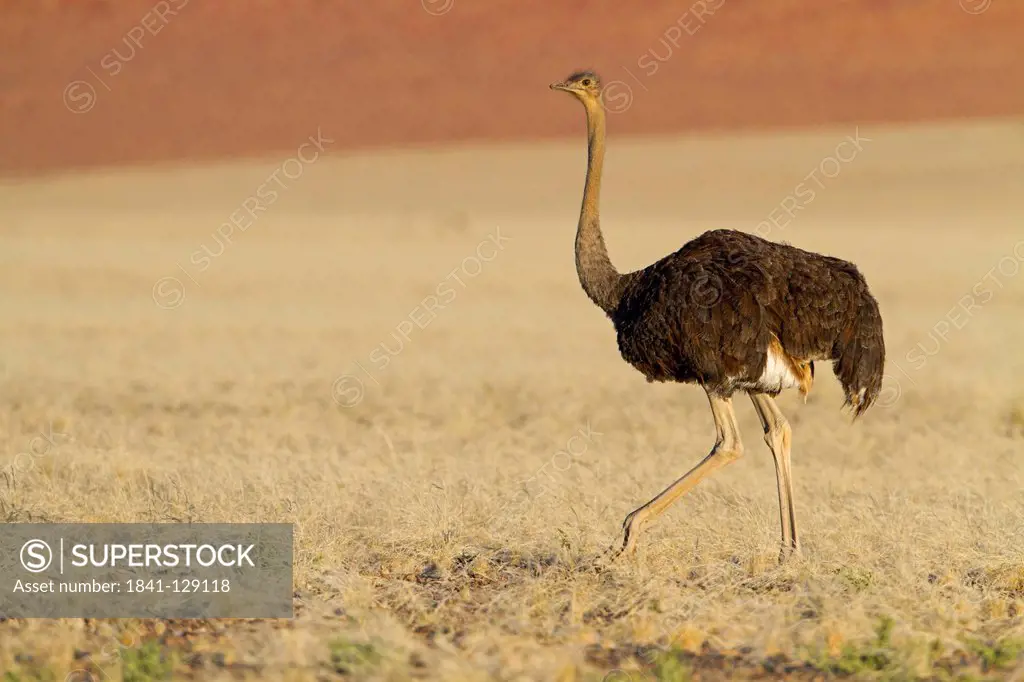 Ostrich (Struthio camelus), Road To Sossusvlei, Namibia