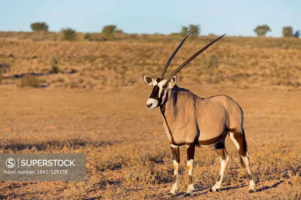 Gemsbok (Oryx gazella), Auob Riverbed, Botswana