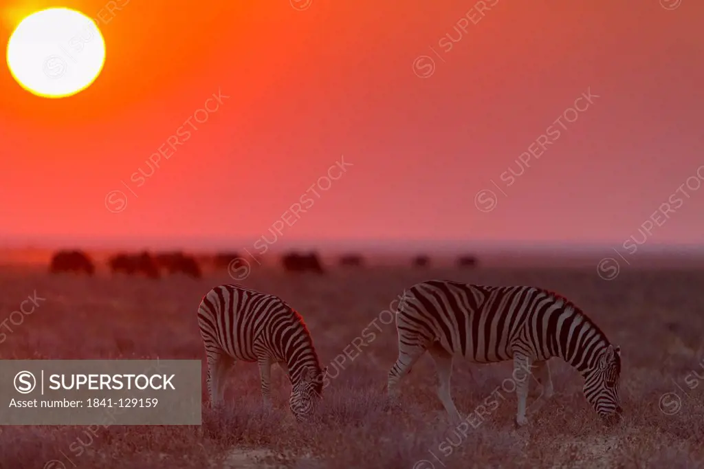Two Plains zebras (Equus quagga) at sunset, Okondeka Waterhole, Namibia