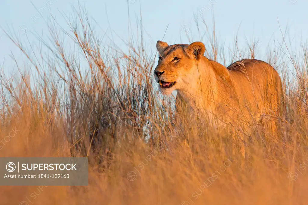 Lioness (Panthera leo), Dunes Near Twee Rivieren, South Africa