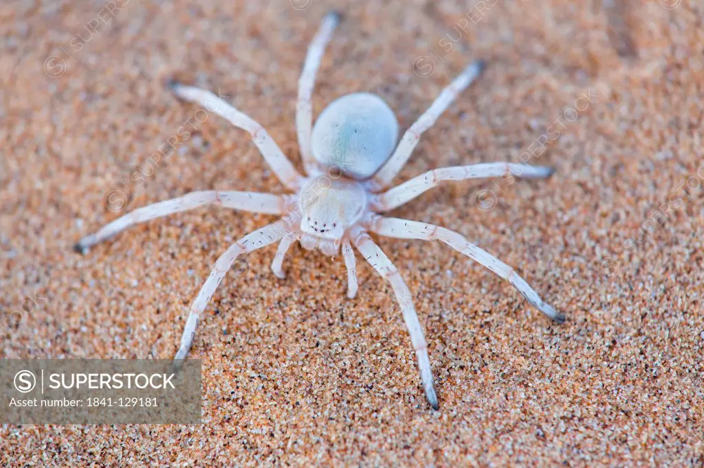 Spider on sandy soil, Little 5 Tour, Namibia