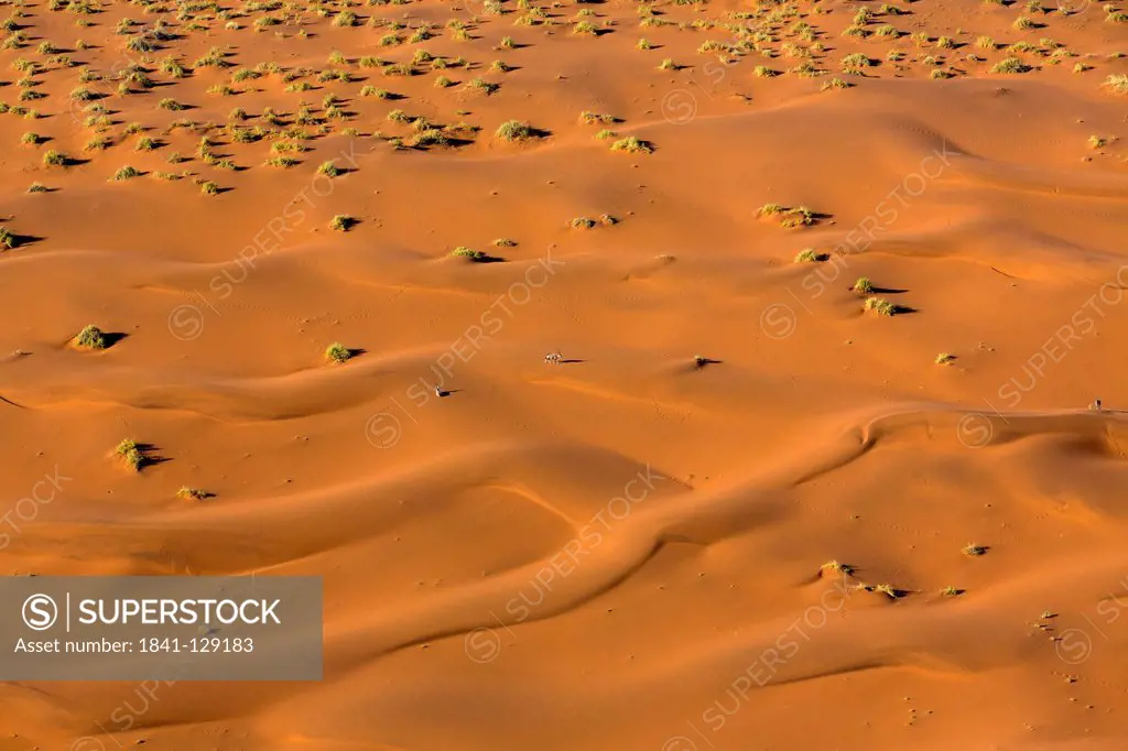 Sand dunes with plants in desert