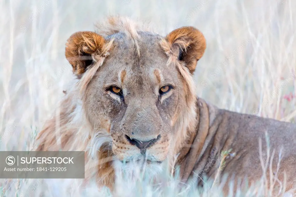 Lion (Panthera leo), Tscharitsaub Waterhole, Namibia