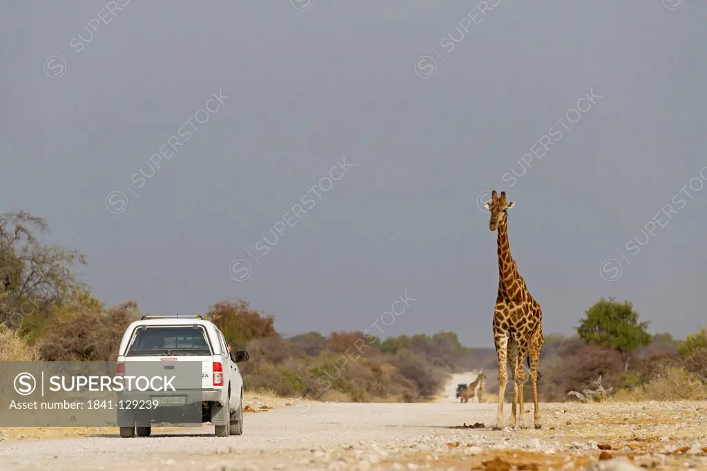 Giraffe (Giraffa camelopardalis) at roadside, Klein Namutoni Fountain, Namibia