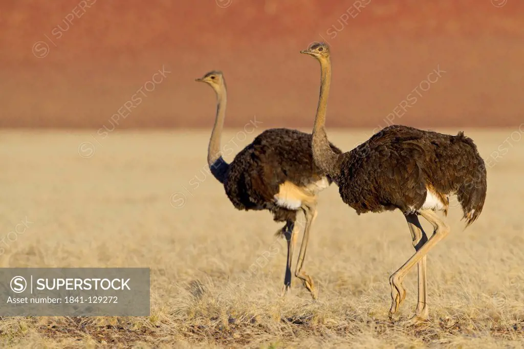 Two Ostriches (Struthio camelus), Road To Sossusvlei, Namibia