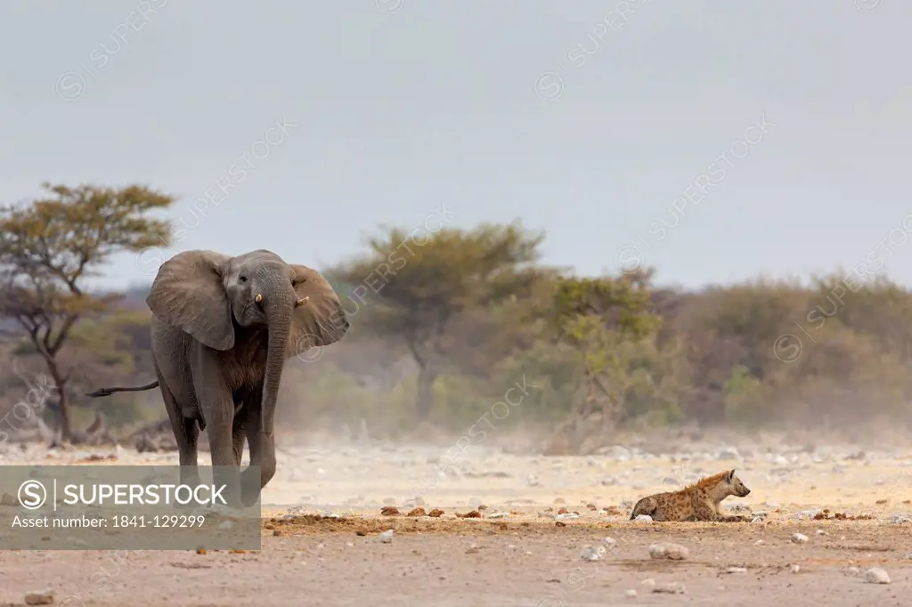African Bush Elephant (Loxodonta africana) and Spotted hyena (Crocuta crocuta), Chudop Waterhole, Namibia