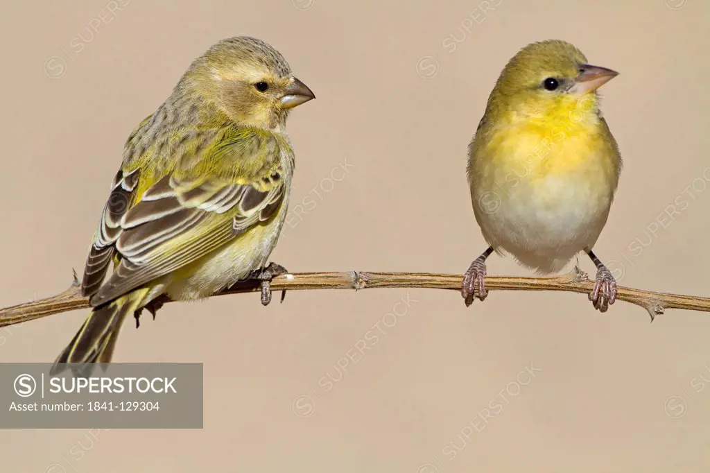 Two Yellow Canaries (Serinus flaviventris), Nossob Campsite, Botswana
