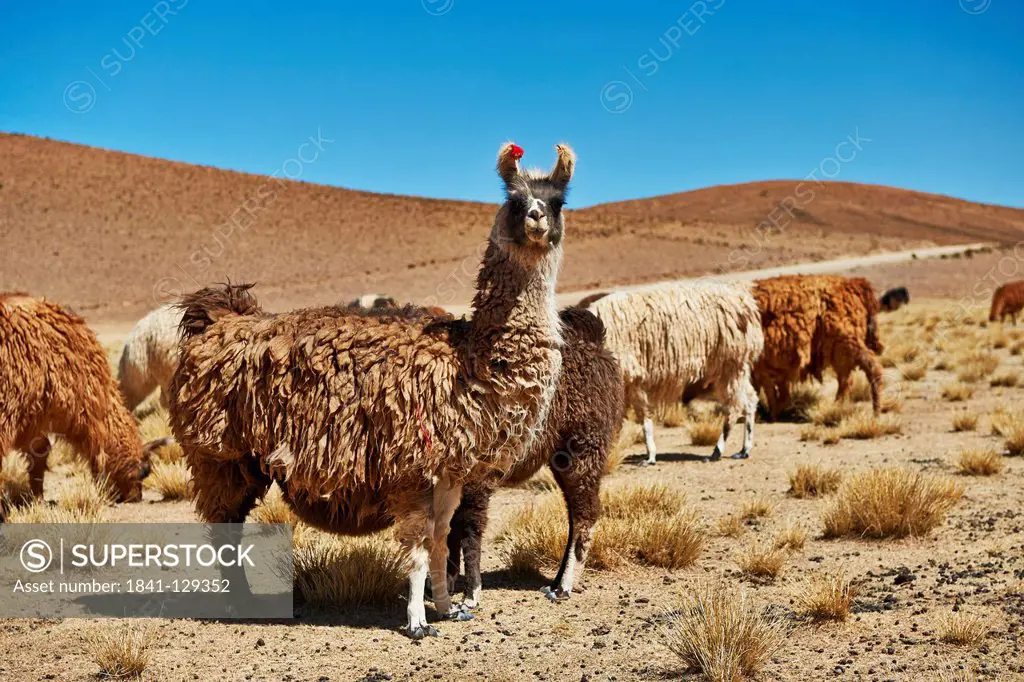 Llamas (Lama glama) on Altiplano, Bolivia