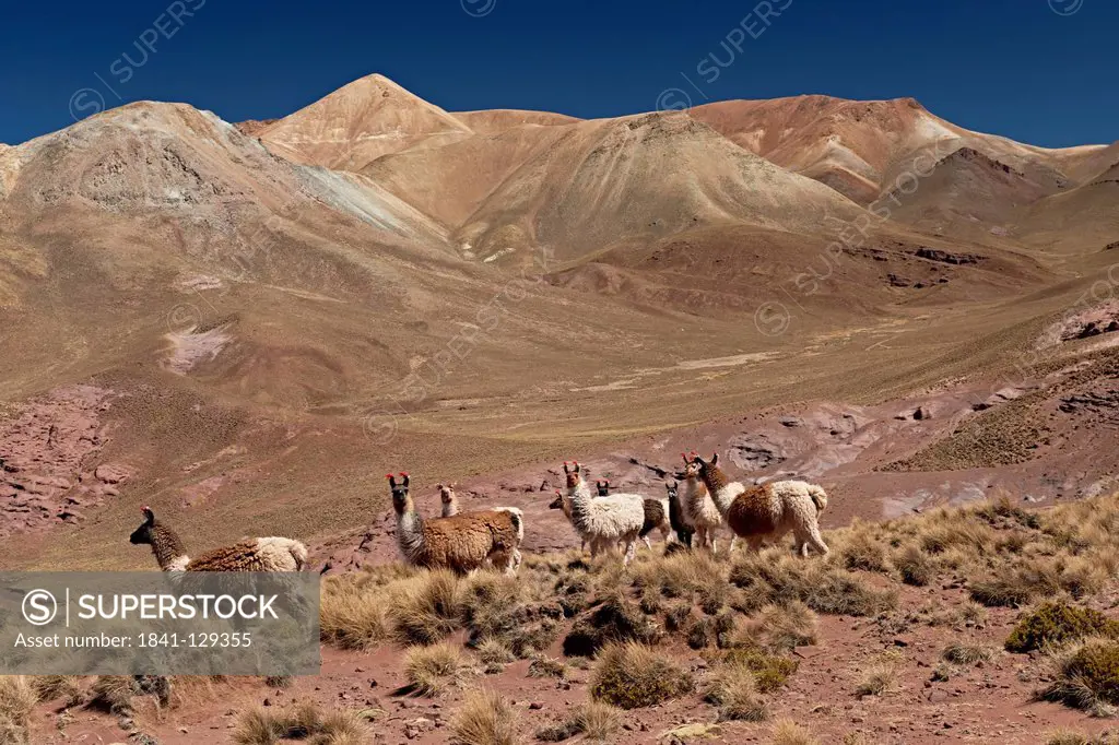 Llamas (Lama glama) in the Andes Mountains, Bolivia