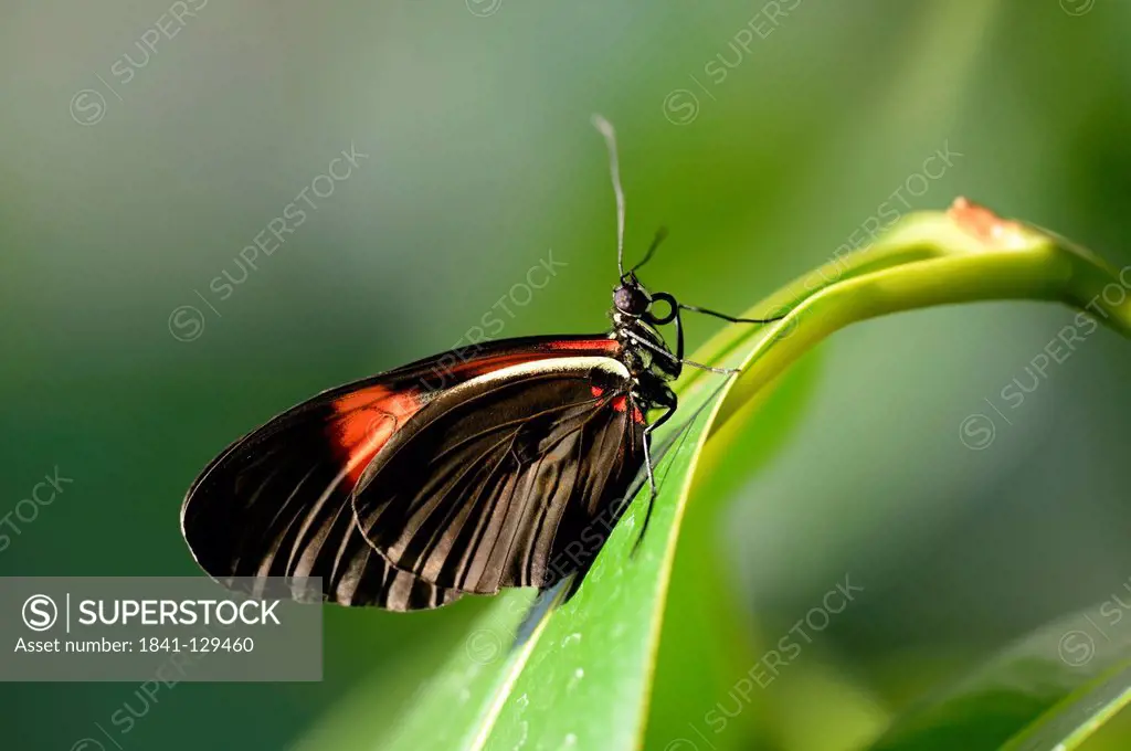 Butterfly Red Postman (Heliconius erato) on a leaf
